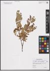 Foto von Salix aurita L. x Salix myrtilloides L.